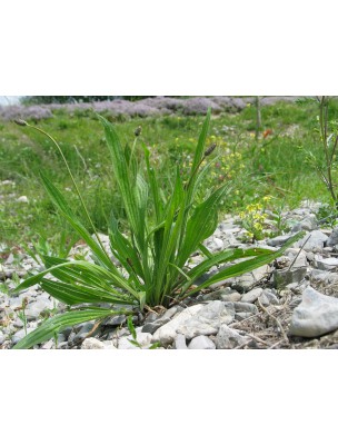 Image 8456 supplémentaire pour Plantain Bio - jus de plante fraîche 200 ml - Salus