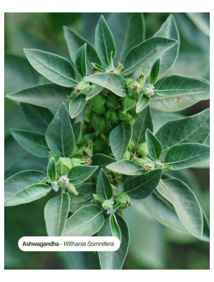 Image 84560 supplémentaire pour Ashwagandha Bio - Teinture-Mère de Withania Somnifera 50 ml - Karandja