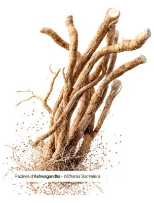Image 84561 supplémentaire pour Ashwagandha Bio - Teinture-Mère de Withania Somnifera 50 ml - Karandja