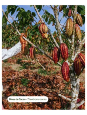 https://www.louis-herboristerie.com/84567-home_default/beurre-de-cacao-brut-bio-soin-de-la-peau-et-des-cheveux-100-ml-karandja.jpg Image 84567 supplémentaire pour Beurre de Cacao Brut Bio - Soin de la Peau et des Cheveux 100 ml - Karandja