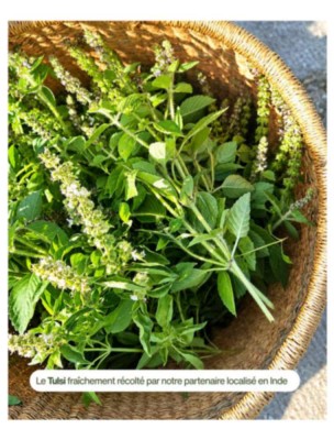 https://www.louis-herboristerie.com/84597-home_default/tulsi-bio-teinture-mere-d-ocimum-sanctum-50-ml-karandja.jpg Image 84597 supplémentaire pour Tulsi Bio - Teinture-Mère d'Ocimum Sanctum 50 ml - Karandja