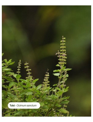 https://www.louis-herboristerie.com/84598-home_default/tulsi-bio-teinture-mere-d-ocimum-sanctum-50-ml-karandja.jpg Image 84598 supplémentaire pour Tulsi Bio - Teinture-Mère d'Ocimum Sanctum 50 ml - Karandja