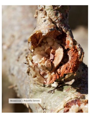 Image 84602 supplémentaire pour Boswellia Bio - Teinture-Mère de Boswellia serrata 50 ml - Karandja