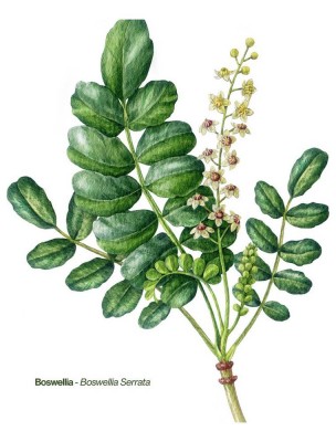 Image 84603 supplémentaire pour Boswellia Bio - Teinture-Mère de Boswellia serrata 50 ml - Karandja