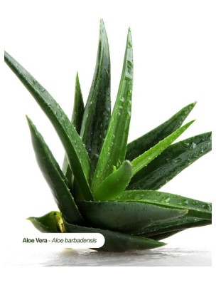 Image 84608 supplémentaire pour Aloe Vera Bio - Teinture-Mère d'Aloe Barbadensis 50 ml - Karandja