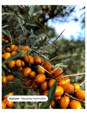 https://www.louis-herboristerie.com/84611-home_default/argousier-bio-macerat-huileux-d-hippophae-rhamnoides-50-ml-karandja.jpg Image 84611 supplémentaire pour Argousier Bio - Macérat Huileux d'Hippophae Rhamnoides 50 ml - Karandja