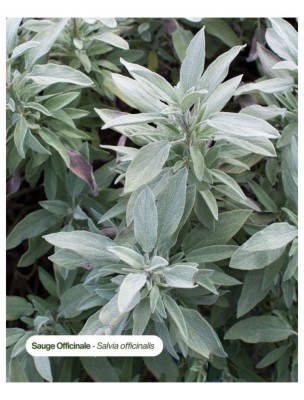 https://www.louis-herboristerie.com/84626-home_default/sauge-officinale-bio-hydrolat-eau-florale-200-ml-karandja.jpg Image 84626 supplémentaire pour Sauge officinale Bio - Hydrolat (Eau Florale) 200 ml - Karandja