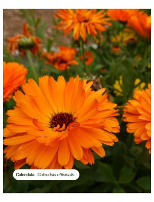 Image 84629 supplémentaire pour Calendula Bio - Hydrolat (Eau Florale) 200 ml - Karandja