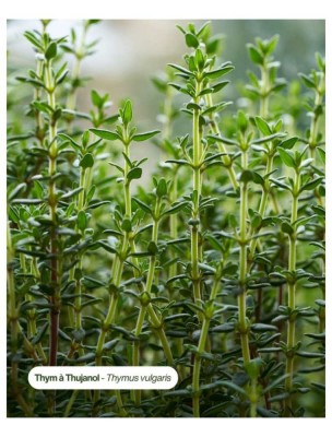 Image 84635 supplémentaire pour Thym à Thujanol Bio - Hydrolat (Eau Florale) 200 ml - Karandja