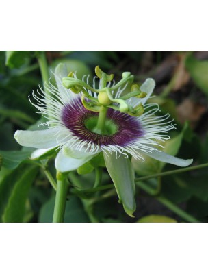 Image 8472 supplémentaire pour Passiflore Bio - Partie aérienne coupée 50g - Tisane Passiflora incarnata