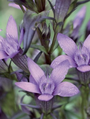 Image 84952 supplémentaire pour Gentiane (Gentian) N°12 Bio - Optimisme et Courage Fleurs de Bach 10 ml - Elixirs and Co