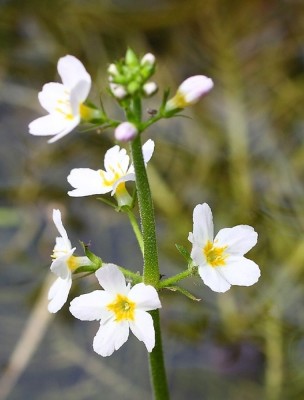 Image 84966 supplémentaire pour Hottonie des marais (Water Violet) N°34 Bio - Solitude Fleurs de Bach 10 ml - Elixirs and Co