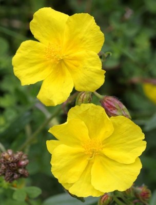 Image 84973 supplémentaire pour Hélianthème (Rock Rose) N°26 Bio - Frayeurs Fleurs de Bach 10 ml - Elixirs and Co