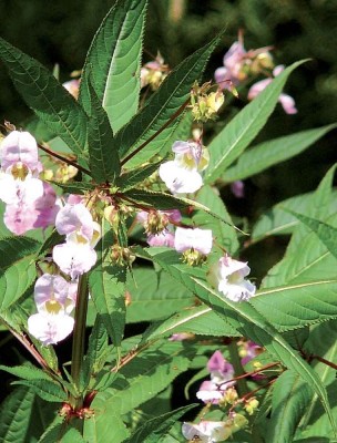 Image 84977 supplémentaire pour Impatiente (Impatiens) N°18 Bio - Indulgence et Sympathie Fleurs de Bach 10 ml - Elixirs and Co