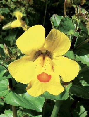 Image 84992 supplémentaire pour Mimule (Mimulus) N°20 Bio - Phobies et Petites Peurs Fleurs de Bach 10 ml - Elixirs and Co