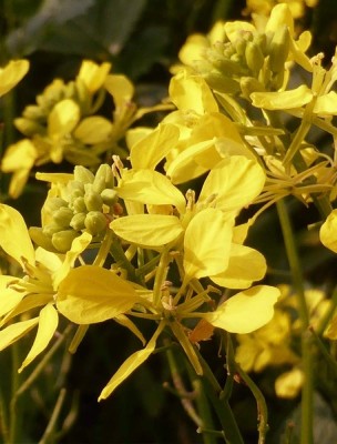 Image 85002 supplémentaire pour Moutarde (Mustard) N°21 Bio - Contre la Tristesse Fleurs de Bach 10 ml - Elixirs and Co