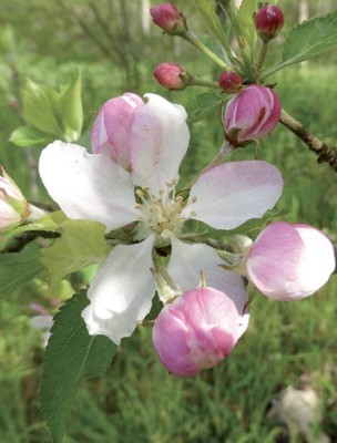 Image 85021 supplémentaire pour Pommier sauvage (Crab Apple) N°10 Bio - Contre l'esprit négatif Fleurs de Bach 10 ml - Elixirs and Co