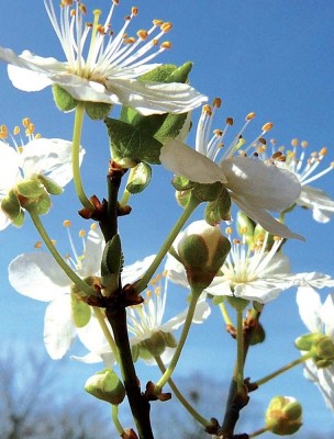 Image 85024 supplémentaire pour Prunus (Cherry Plum) N°06 Bio - Contrôle de soi Fleurs de Bach 10 ml - Elixirs and Co