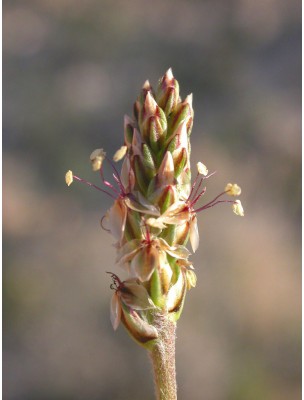 Image 8575 supplémentaire pour Psyllium blond Bio - Transit intestinal 300 grammes - Nature et Partage 