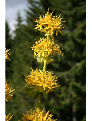 Image 8585 supplémentaire pour Gentiane jaune Bio - Racine coupée 100g - Tisane Gentiana lutea L.