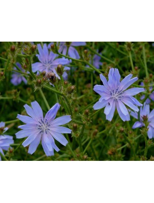 Image 8651 supplémentaire pour Chicorée sauvage Bio - Racine coupée 100g - Tisane Cichorium intybus L.