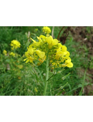 https://www.louis-herboristerie.com/8803-home_default/moutarde-des-champs-bio-teinture-mere-50-ml-herbiolys.jpg
