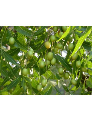 https://www.louis-herboristerie.com/8814-home_default/neem-margousier-bio-huile-vegetale-100-ml-bioflore.jpg