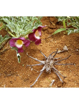 Image 8824 supplémentaire pour Harpagophytum (Griffe du Diable) Bio - Racine coupée 100g - Tisane-d'Harpagophytum procumbens (Burch.)