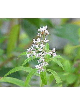 Image 8842 supplémentaire pour Verveine citronnée (odorante) Bio - Feuilles brisures 50g - Tisane Aloysia citriodora Palau