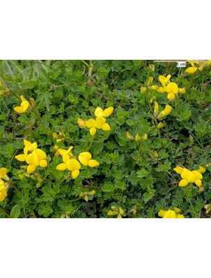 Image 8846 supplémentaire pour Lotier corniculé Bio - Partie aérienne coupée 100g - Tisane de Lotus corniculatus L.