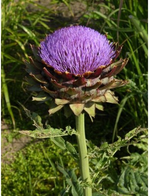 Image 8916 supplémentaire pour Artichaut Bio - Feuille coupée 100g - Tisane de Cynara scolymus