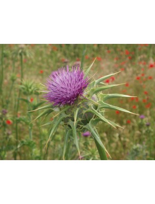 Image 8919 supplémentaire pour Chardon-Marie Bio - Fruit 100g - Tisane de Silybum marianum L.