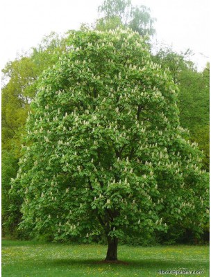 https://www.louis-herboristerie.com/9043-home_default/marronnier-d-inde-bio-circulation-teinture-mere-d-aesculus-hippocastanum-50-ml-biover.jpg