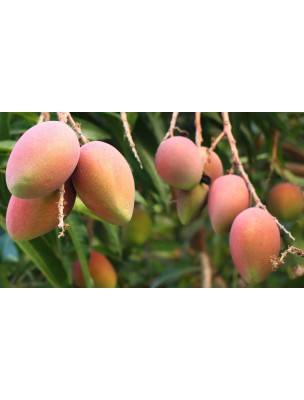 https://www.louis-herboristerie.com/9088-home_default/mango-butter-rich-in-essential-fatty-acids-100g-bioflore.jpg