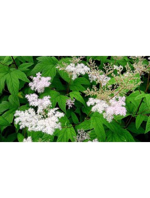 Image 9190 supplémentaire pour Reine des prés Bio - Articulations et Dépuratif Teinture-mère Spiraea ulmaria - 50 ml - Biover