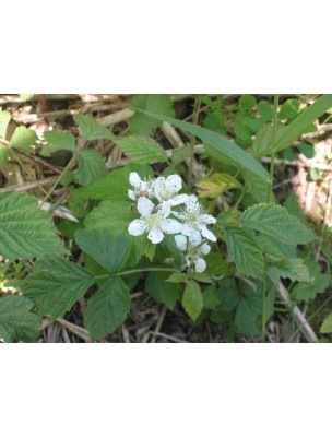 Image 9303 supplémentaire pour Ronce Bio - Feuilles coupées 100g - Tisane Rubus fruticosus L.