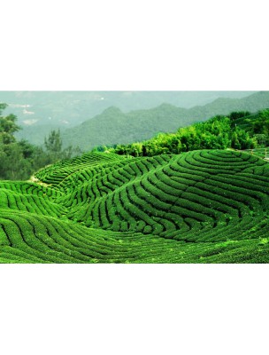 Image 9466 supplémentaire pour Equilibre du Thé Vert - Mélange exquis 17 sachets - Yogi Tea