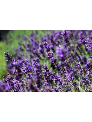 Image 9470 supplémentaire pour Lavande officinale Bio - Fleurs 100g -Tisane de Lavandula angustifolia