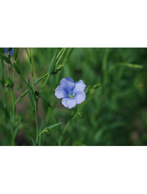 Image 9483 supplémentaire pour Lin Bio - Graines 500g - Tisane de Linum usitatissimum L.