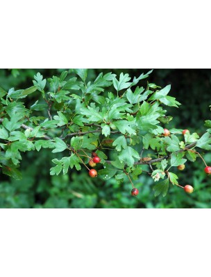 Image 9497 supplémentaire pour Aubépine Bio - Coeur Teinture-mère Crataegus monogyna 50 ml - Biover