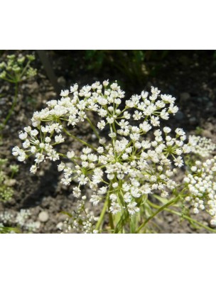 Image 9500 supplémentaire pour Anis vert Bio - Fruit 100g - Tisane Pimpinella anisum L.