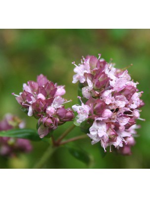 Image 9549 supplémentaire pour Marjolaine Bio - Feuilles 100g -Tisane d'Origanum majorana L.