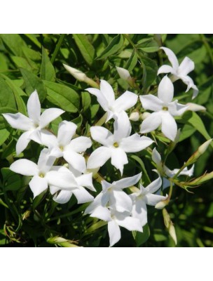 Image 9561 supplémentaire pour Jasmin (absolue) - Jasminum officinalis 5 ml - Pranarôm