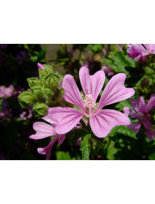 Image 9563 supplémentaire pour Mauve Bio - Fleurs 25g - Tisane Malva sylvestris L.