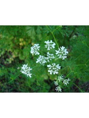 Image 9569 supplémentaire pour Coriandre France Bio - Fruit 100g - Tisane Coriandrum sativum L.