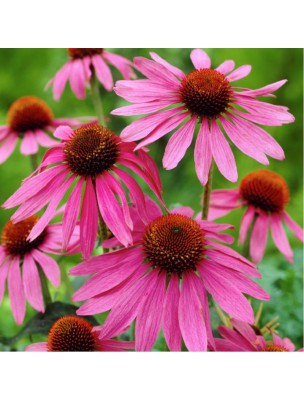 https://www.louis-herboristerie.com/9583-home_default/echinacee-bio-immunite-teinture-mere-echinacea-purpurea-50-ml-biover.jpg