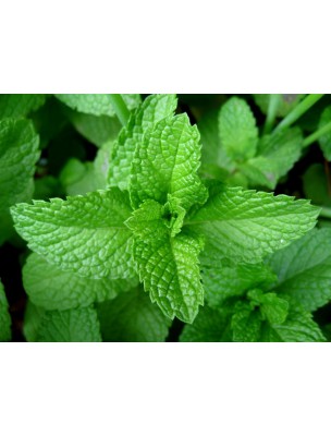 Image 9632 supplémentaire pour Menthe poivrée Bio - Feuilles brisures 100g -Tisane de Mentha piperita L.