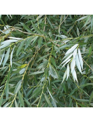 Image 9640 supplémentaire pour Saule blanc Bio - Ecorce coupée 100g - Tisane de Salix alba L.