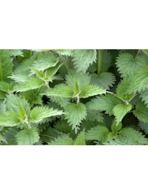 https://www.louis-herboristerie.com/9642-home_default/nettle-bio-cut-leaves-50g-herbal-tea-urtica-dioica-l.jpg