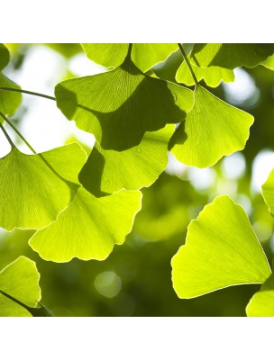 Image 9650 supplémentaire pour Ginkgo Bio - Feuilles coupées 100g - Tisane de Ginkgo biloba L.